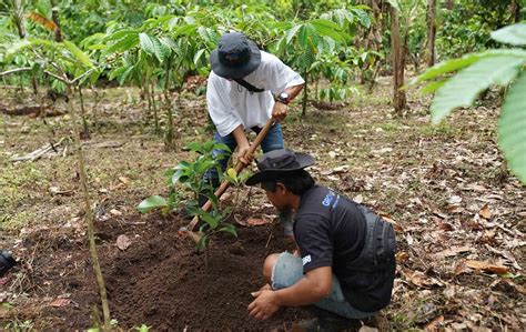 Menanam Tanaman Produktif Di Lahan Kritis BRI Grow Green Berdayakan