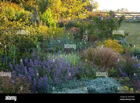 A beautifully planted cottage garden border in summer Stock Photo - Alamy