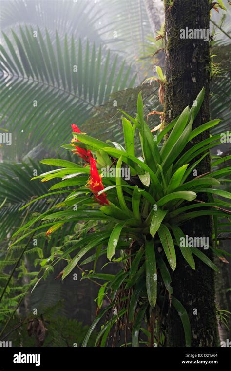 Bromeliad Bromelia On Tree Toro Negro State Forest Tropical Rain Forest Puerto Rico Stock