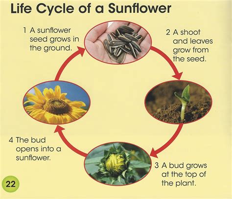 Life Cycle Sunflower Plant Pictures Home Alqu