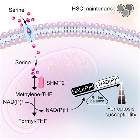 Mitochondrial Serine Catabolism Safeguards Maintenance Of The Hematopoietic Stem Cell Pool In