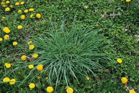 The Grass Rhizome: Turf Type Tall Fescue vs. Kentucky Tall Fescue