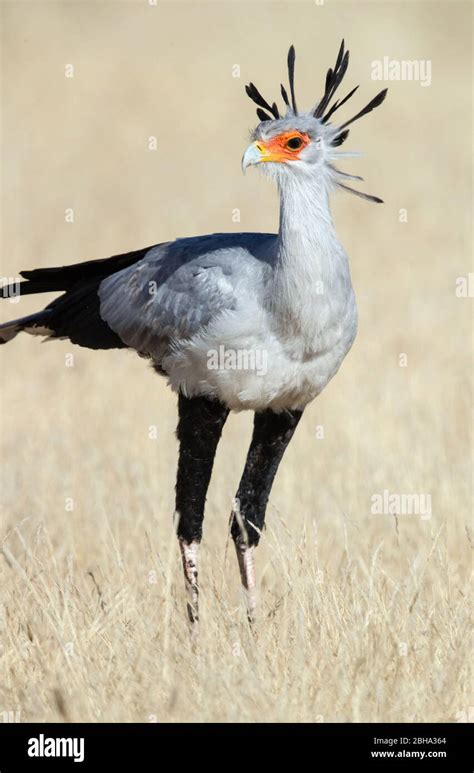 Close Up Portrait Of Secretary Bird Sagittarius Serpentarius