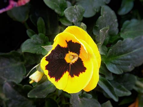 Garden Pansy Stock Photo Image Of Flowering Viola 138300080