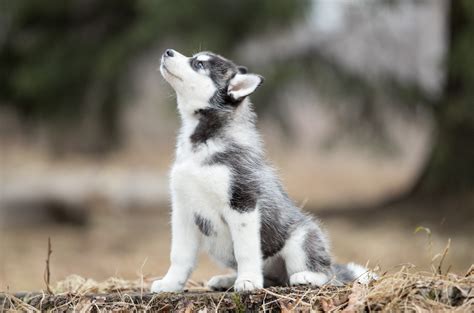 Begini Cara Merawat dan Melatih Anak Anjing Husky