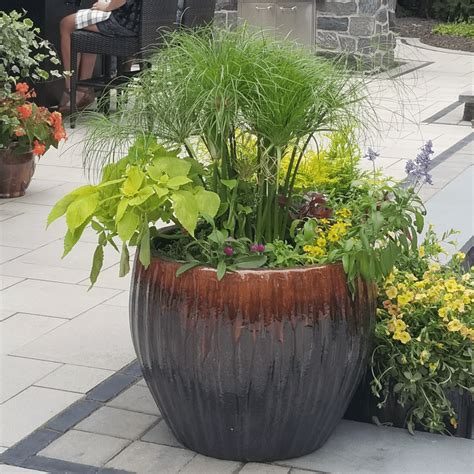 Potting Services Gasper Landscape Design Construction