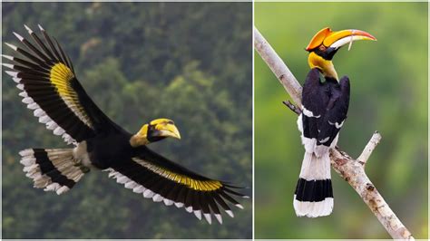 Unveiling The Enigmas Of The Great Hornbill An Intriguing Expedition