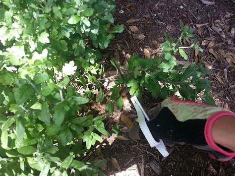 Pruning Mums for an Autumn Bloom