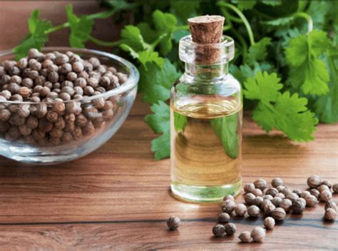 Health Benefits Of Coriander Essential Oil Cilantro En Español