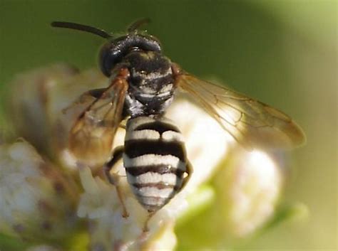 Another Zebra Bee Epeolus Compactus Bugguidenet