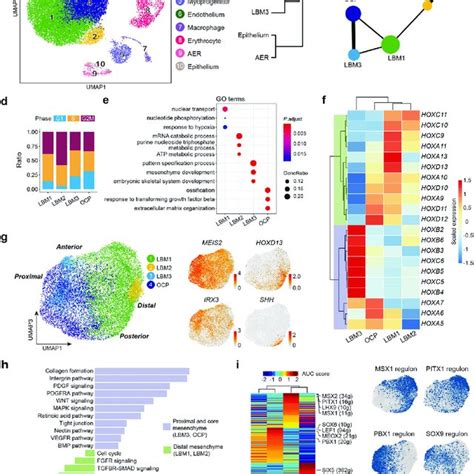 Single Cell Rna Sequence Analysis Of Cd45 þ Pdgfra Lin þ Cell