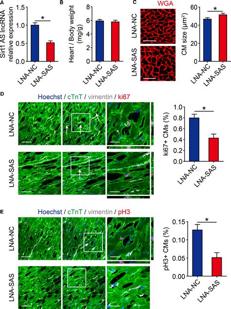 Sirt Antisense Long Noncoding Rna Promotes Cardiomyocyte Proliferation