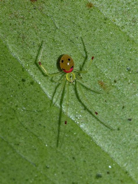 Theridion Grallator Palikea 1753 Cool Insects Beautiful Bugs Spider