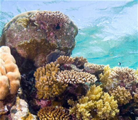 Bahamas Coral Reef Information