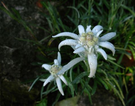 Edelweiss flower, Edelweiss, Flowers