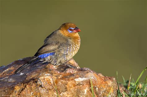 Birds Of Africa