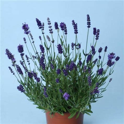 'Ellagance Purple' Lavender | Perennials | Great Garden Plants