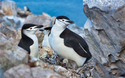 Manchots Antarctique Terra Antarctica Voyages Croisières Australes