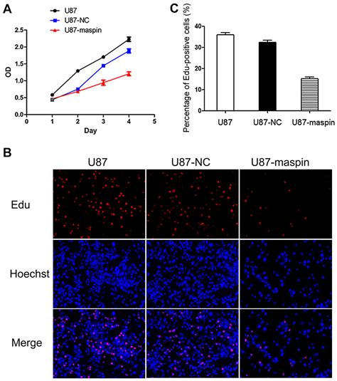 Methylation Induced Silencing Of Maspin Contributes To The