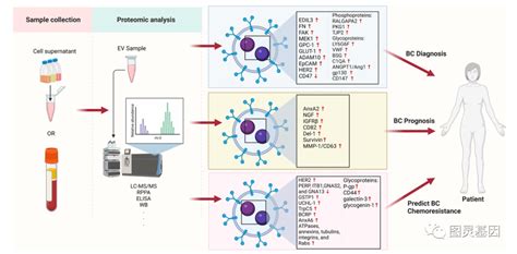 Mol Cancer 细胞外小囊泡生物标志物在乳腺癌诊断和预后中的最新进展 知乎