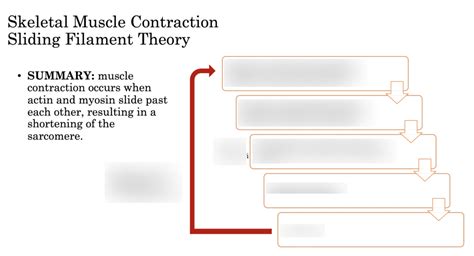 Skeletal Muscle Contraction Sliding Filament Theory Diagram Quizlet