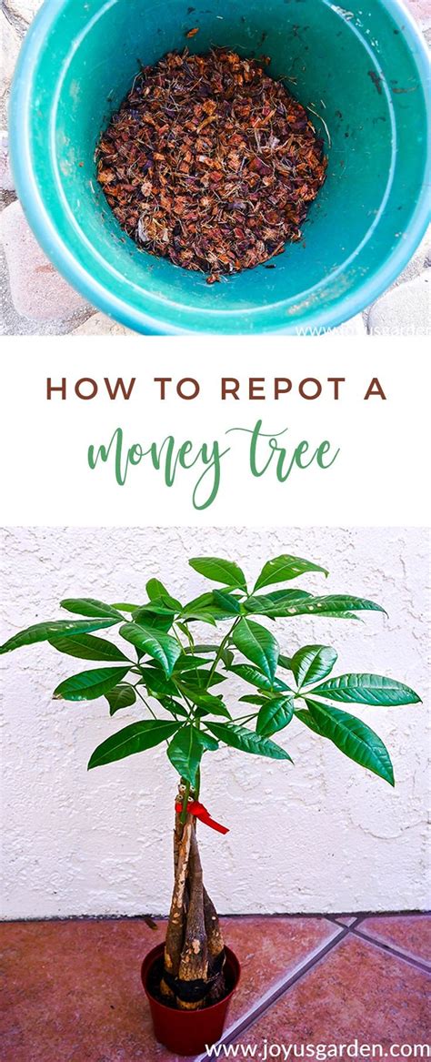 A Potted Plant With Money In It And The Words How To Reppot A Money Tree