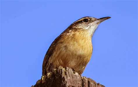 Gale's Photo and Birding Blog: Carolina Wrens