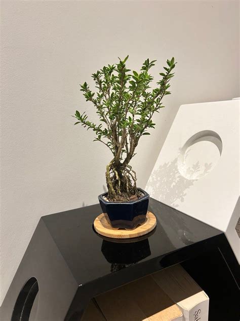 Bonsai Serissa Japonica Furniture Home Living Gardening Plants