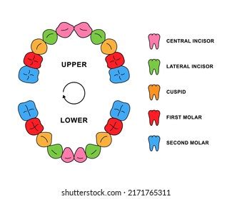 Primary Teeth Dentition Anatomy Descriptions Child Stock Vector ...