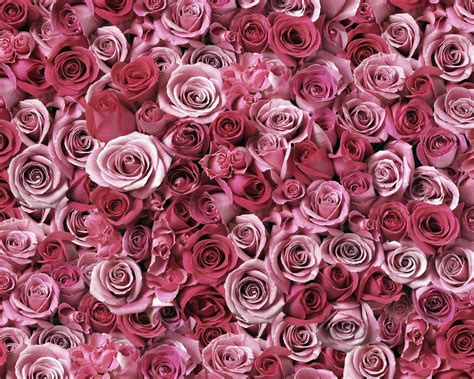 El Top 48 Fondos De Flores Rosas Abzlocal Mx