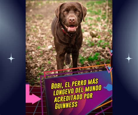 Bobi El Perro M S Longevo Del Mundo Acreditado Por Guinness La Red