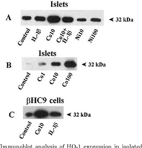 Figure 1 From Printed In U S A Copyright 1998 By The Endocrine