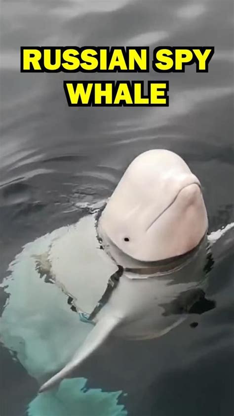 Russian Spy Whale Artofit