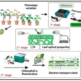 Flowchart Describing The Prediction Of Chlorophyll A Parameters In