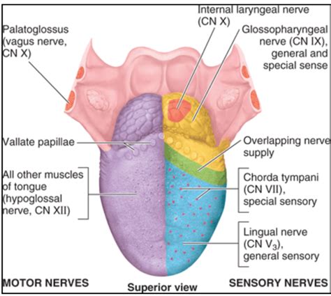 Head and Neck Anatomy: Tongue