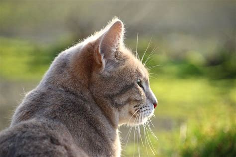 Imagem gratuita gato doméstico natureza animais animais selvagens