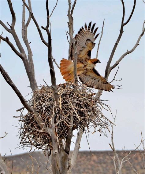 Red Tailed Hawk Taking Off From Her Nest Stock Photo Image Of