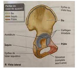 Anatomia Função Lesões e Fraturas do quadril Colunistas Sanar