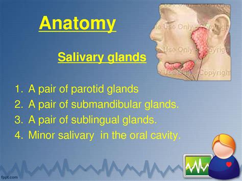 Solution Salivary Glands Studypool