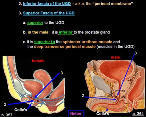 Pelvis Perineum Flashcards Quizlet