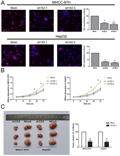 Linc00152 Promoted Cell Proliferation In Vitro And Tumor Growth In