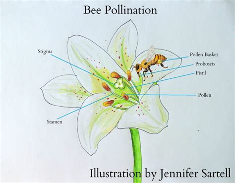 Bees Pollinating Flowers Diagram Pollination And Fertilization