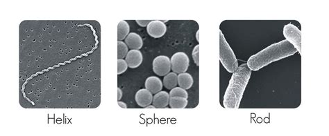 Prokaryote Structure ( Read ) | Biology | CK-12 Foundation