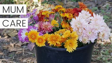 Chrysanthemum Plant Care After Flowering In Fall Growing Potted