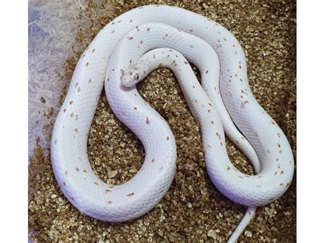 Hypo Palmetto Cornsnake Ians Vivarium