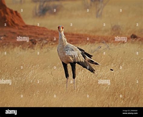 Secretary Bird Sagittarius Serpentarius Stalking Prey In Dry