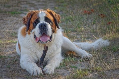 Best Dog Food For Saint Bernards Best Sale