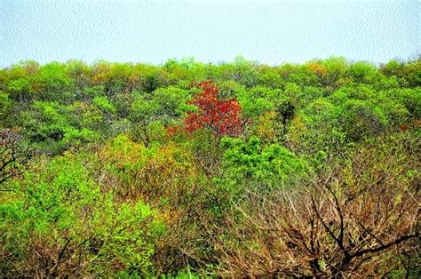 Gadchiroli district records most forest fires in State - The Hitavada