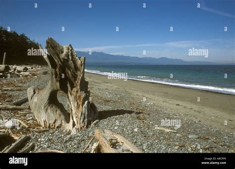 Driftwood On Dungeness Spit Olympic National Park Peninsula Pacific