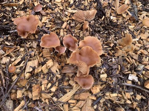 Help What Kind Of Mushrooms Are These I Found Them Growing In Wood